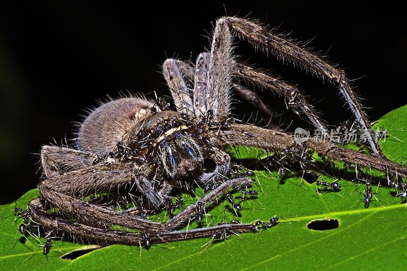 死蜘蛛被蚂蚁吃掉-动物行为。
