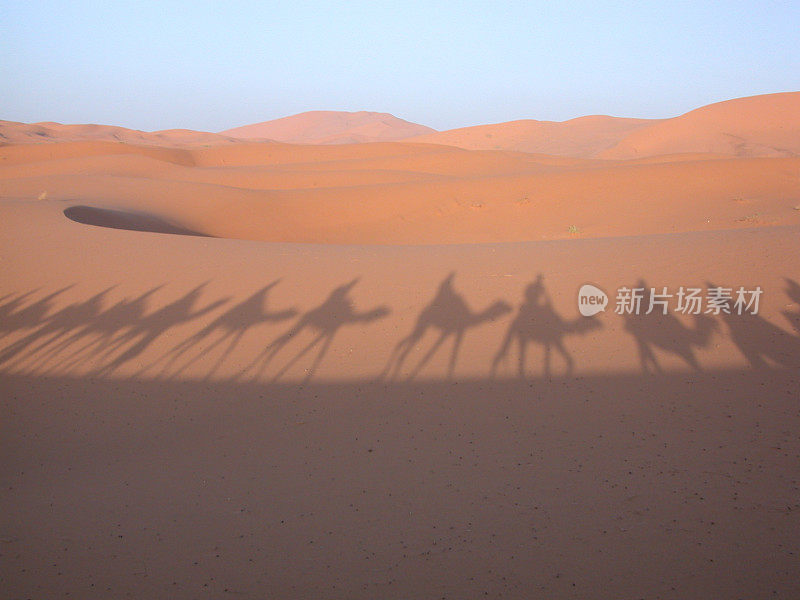 沙漠骆驼的影子