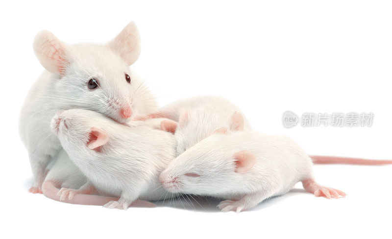 实验用白老鼠:带幼崽的母亲;孤立的