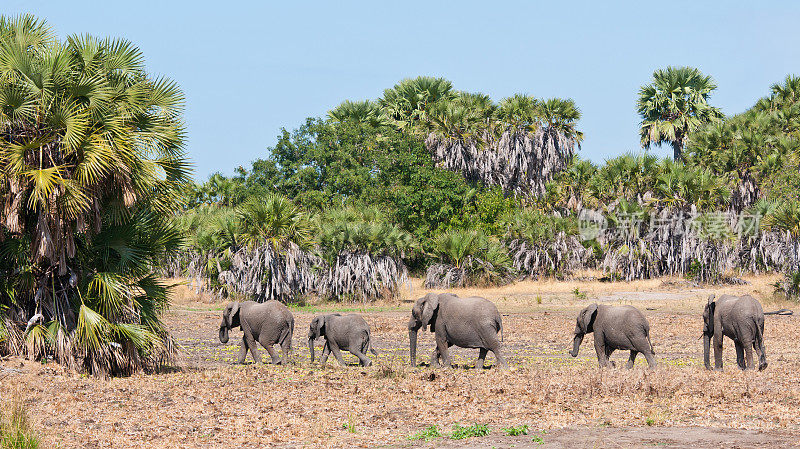 坦桑尼亚丛林中的大象