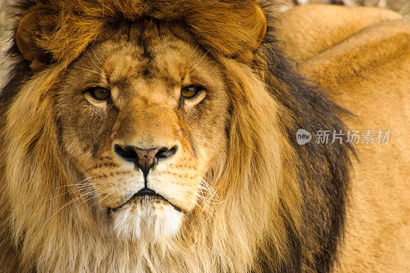 美丽的强大的狮子