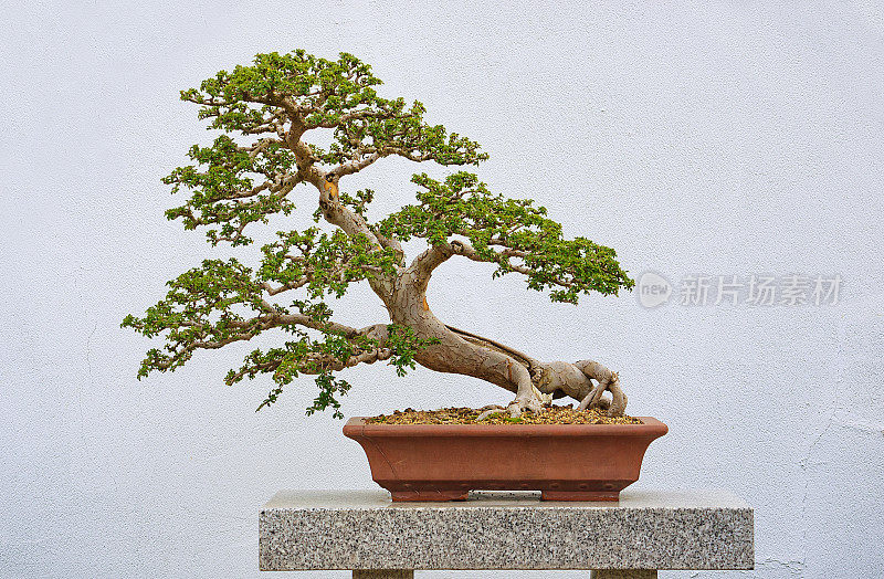 中国榆树Bonzai