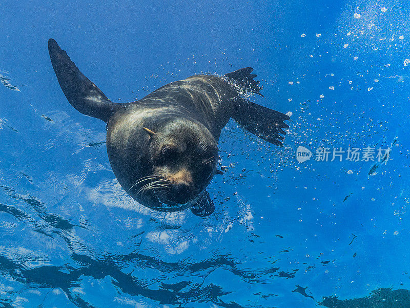 年轻的海狮从水面潜到水下