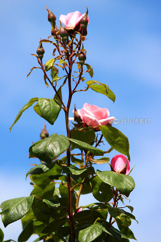 蓝色天空下的粉红玫瑰，攀缘的玫瑰，攀缘者