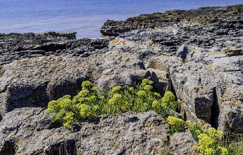 porthcawl