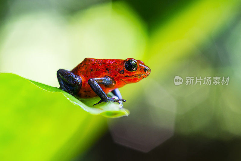 草莓蓝牛仔裤毒镖蛙，哥斯达黎加，食卵蛙