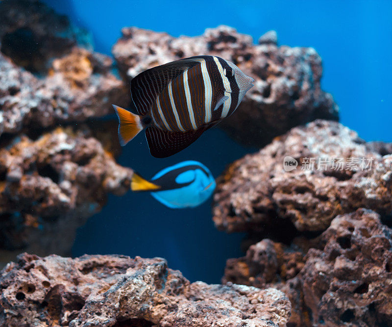 在水族馆的鱼缸里游泳的鱼