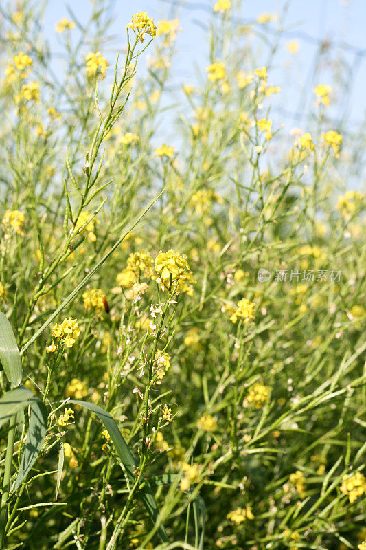 黄菜籽油菜花