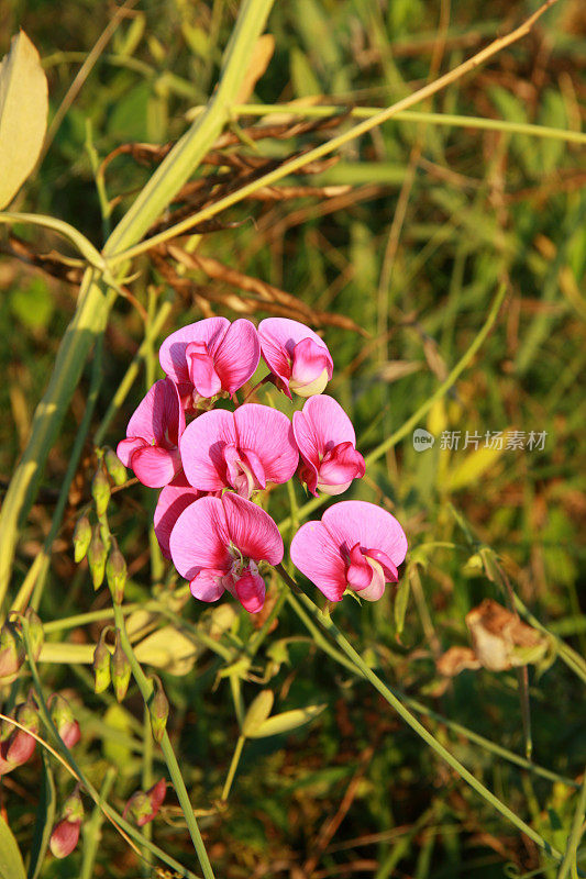 野豌豆花