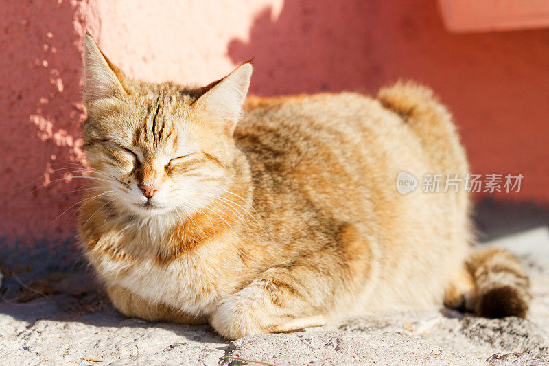 圣托里尼岛的家猫