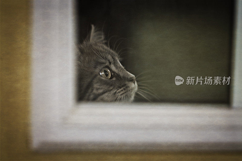 小猫或小猫望着窗外。