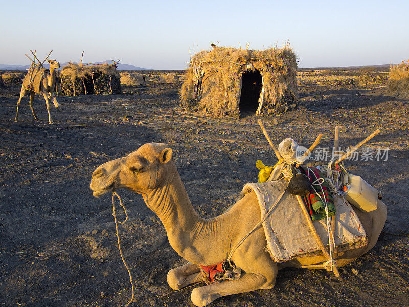 骆驼躺在东非当地的一个村庄里