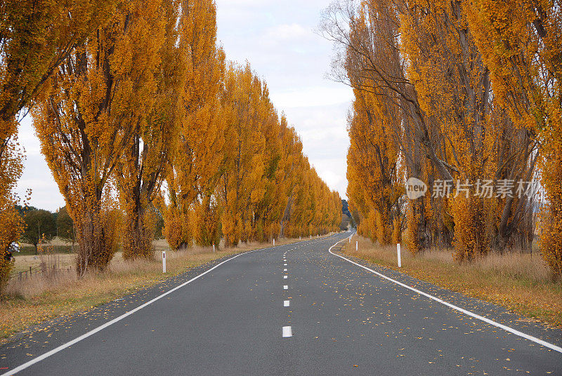 乡村柏油路两旁有树