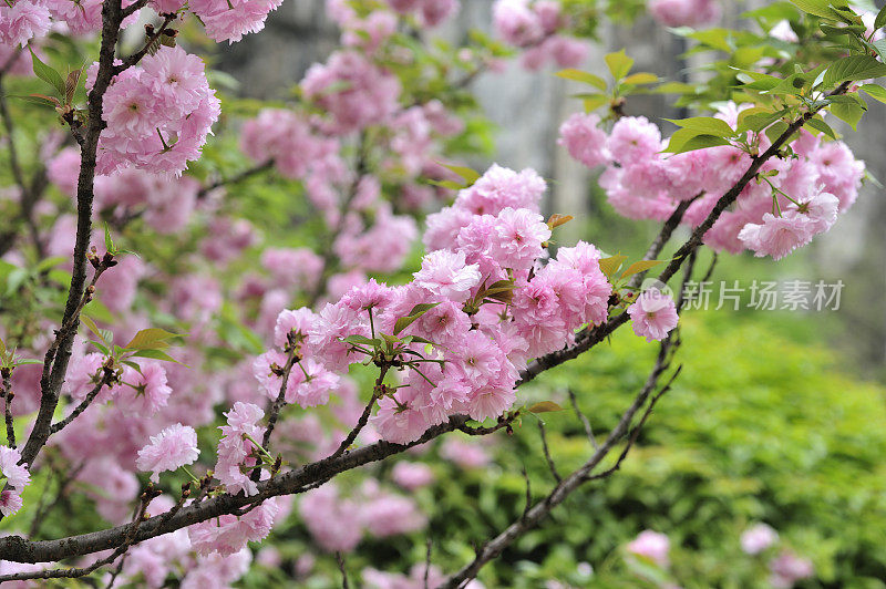 樱花树枝