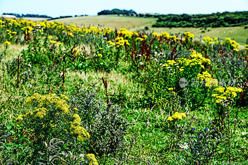 夏天的野花，南唐斯，英格兰
