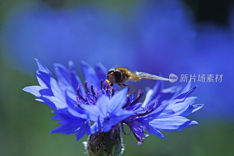 食蚜蝇在浅