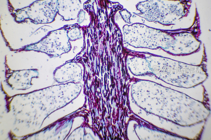 显微镜下的松果-雌性