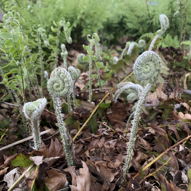 森林中的蕨类植物