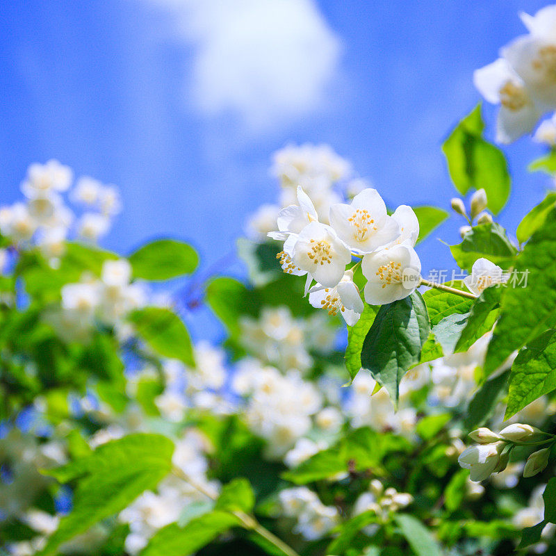 茉莉花