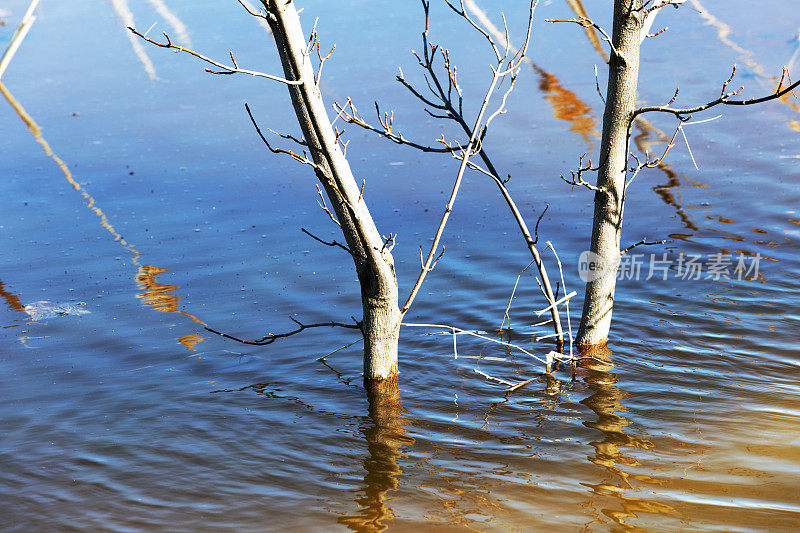早春洪水中，杨树在水下