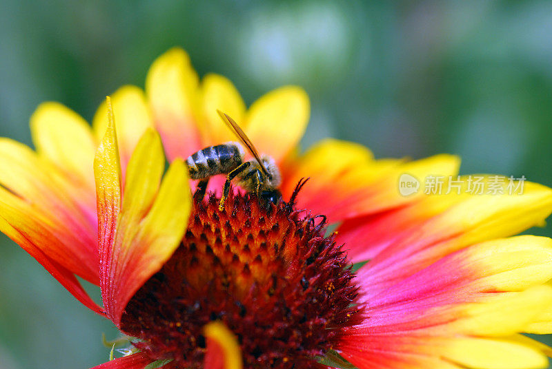 蜜蜂在天人菊属植物