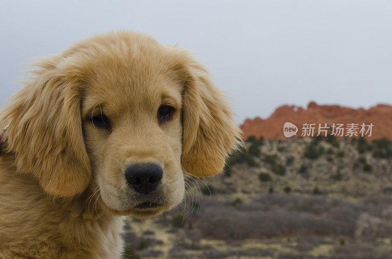 众神花园失望的金毛寻回犬