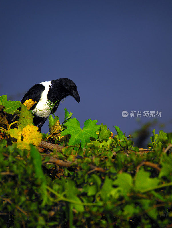 黑与白乌鸦