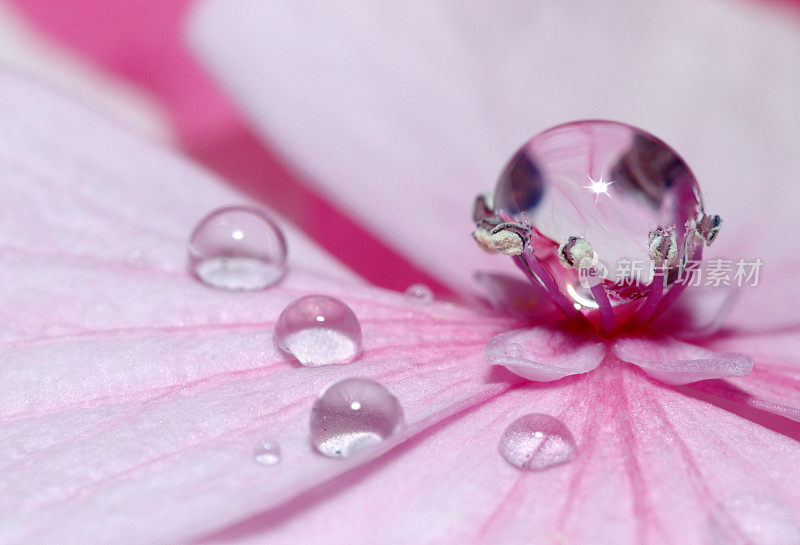 花瓣和水滴