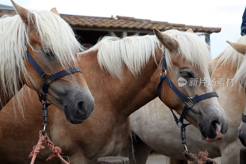 在马厩里骑马