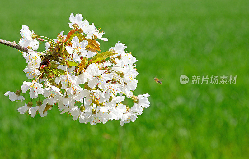 绿草背景下的樱花伞形花序
