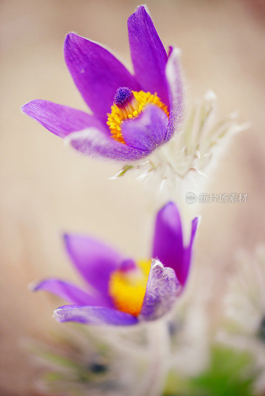 白鸽花的特写