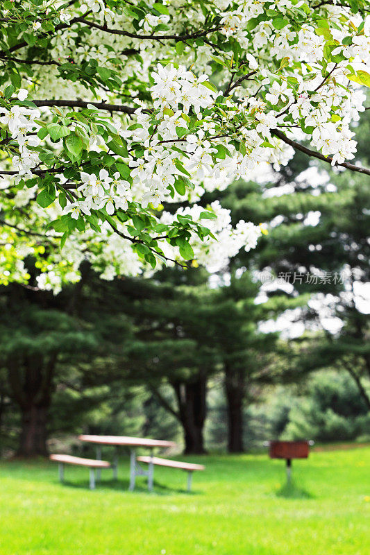 海棠花和野餐桌