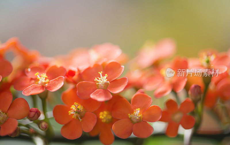 小橙花