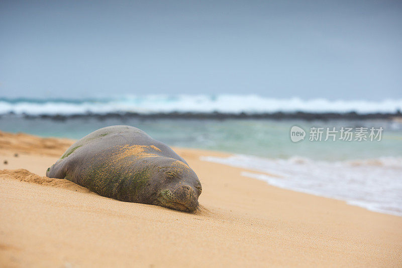 僧海豹