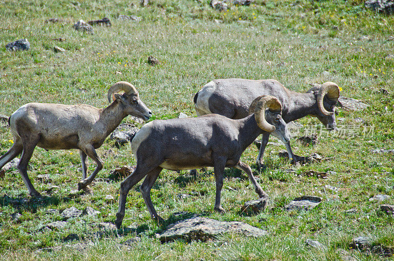落基山国家公园的雄性大角羊