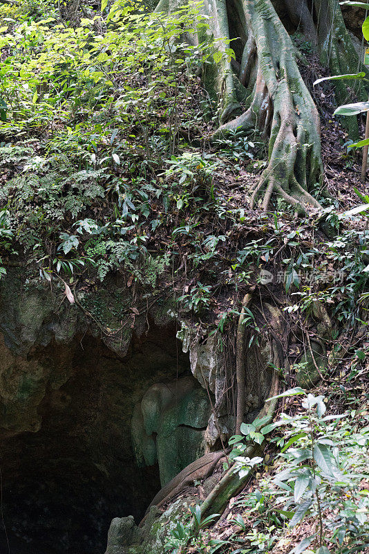 丛林中的洞穴入口