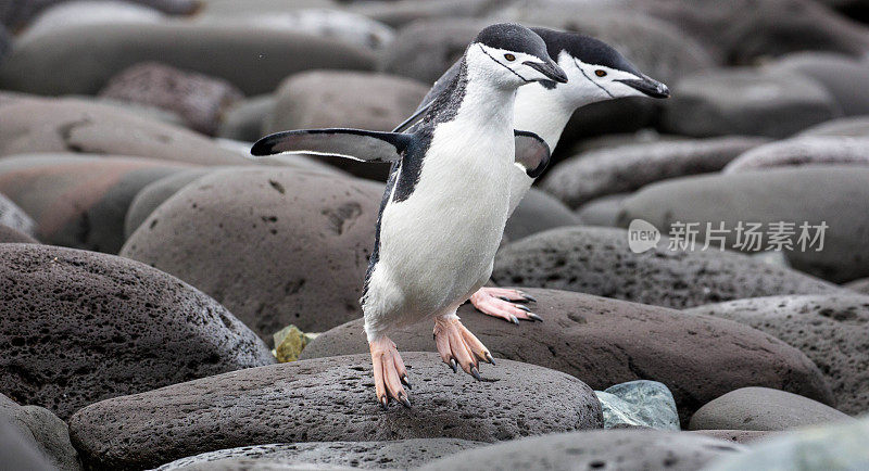 南极洲:企鹅岛上的帽带企鹅