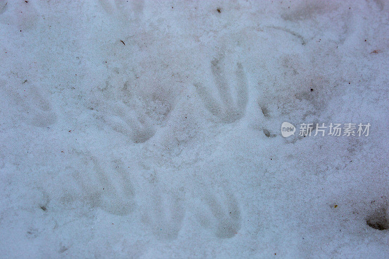 南极洲:企鹅的足迹