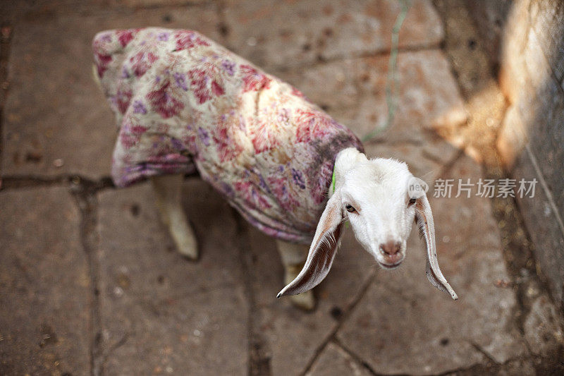 印度瓦拉纳西的小山羊穿着彩色的织物毯子外套