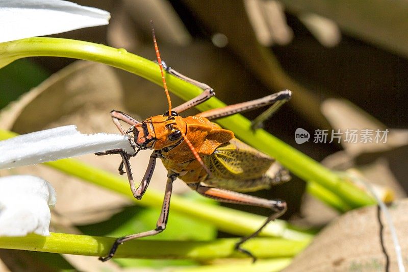 特写:橙色头的大蚱蜢，坐在叶子上