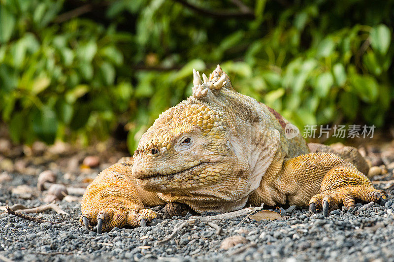 加拉帕戈斯群岛伊莎贝拉岛上的鬣蜥躺在砾石上