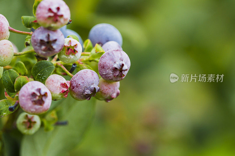 浆果农场里成熟的蓝莓。有选择性的重点