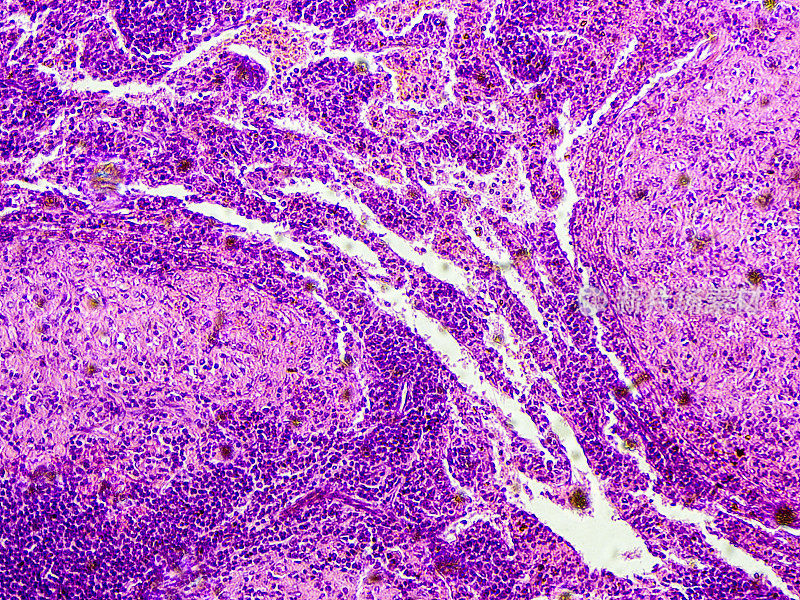 狗脾脏组织的显微镜观察