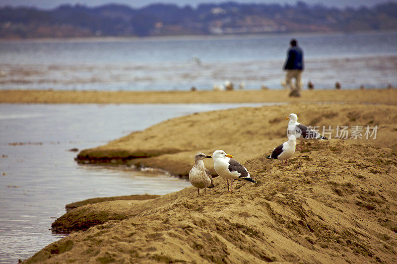 沙丘上的海鸥