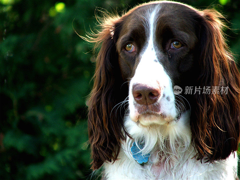 施普林格猎犬