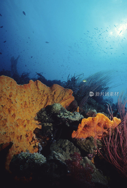 橙色海绵礁