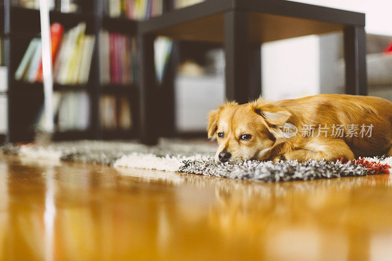 小狗躺在地毯上