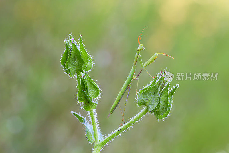 绿色的螳螂