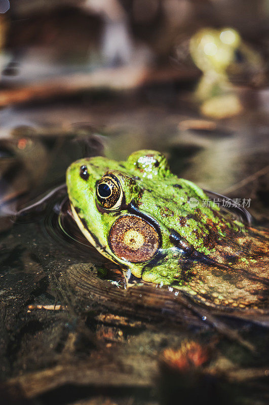 池塘里的树蛙