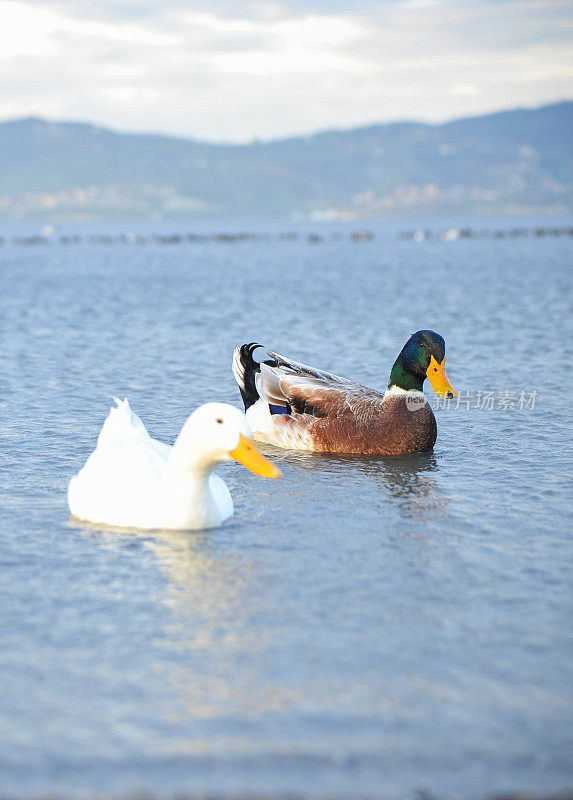 鸭子在湖里